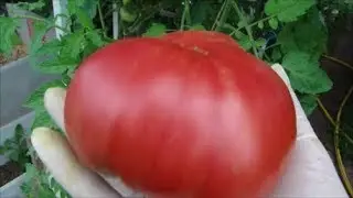 Обзор томатов 6 июля! Обрезаю листья и верхушки!