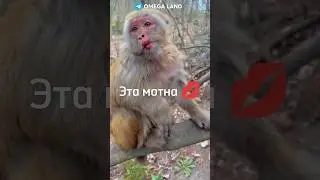 ТЕЛЕГА В ЗАКРЕПЕ 📌 