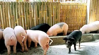 Take care of pigs ll Weaning piglets age of 47 days ll Pig farm in Assam