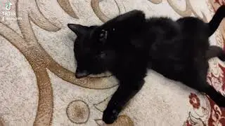 #кот #котвсемье #котыприколы