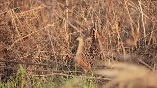 Sigma 150-600 C image stabilizer broken IS Issue problem