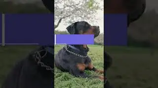 Rottweilers are the best dogs #shortsfeed