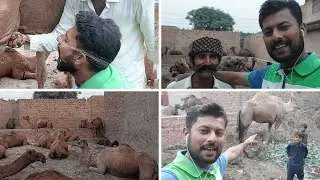 Camel Ne Achanak Attack Kar diya 😱😱 || Camel Vlog 😂 #camel #camelvideo #petsvlog