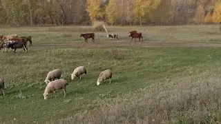 #Алтай