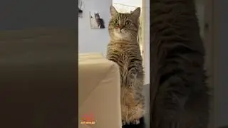Cat Giggles 
