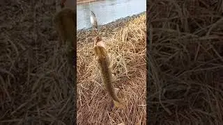рыбалка в Астрахани, щука