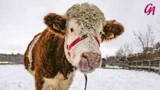 Gut Aiderbichl Iffeldorf: Tiere im Schnee