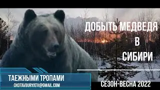 Get a bear. Spring, Siberia, bear hunt.