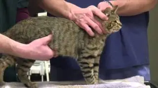 How to Recognize the Signs That a Cat Is Pregnant