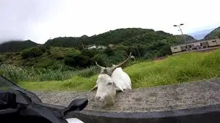 Ziegenbock auf Madeira