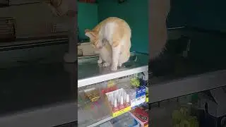 kucing oren penjaga toko fotocopy 