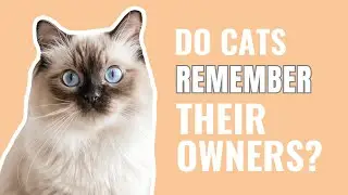 Do Cats Remember Their Owners?