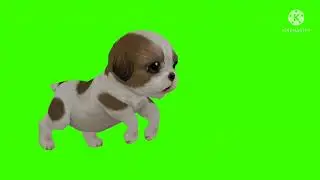 dog/green screen video dog/dogslovers/pet dog/brownie dog/white dog/pup/puppy/animaldog/smalldog/