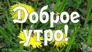 Доброе утро. С добрым утром.