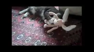 Самое прикольное видео Кот и игрушки 2 Easter cat!_(new)