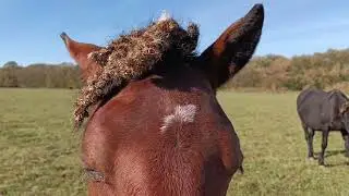 Autumn grazing. September 30, 2025