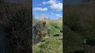 Рыбалка на карася #shorts