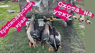 ОХОТА на УТКУ в НОЯБРЕ 2023.О ТАКОЙ ОХОТЕ мечтает КАЖДЫЙ. #охотасчучелами #охотасподсадными