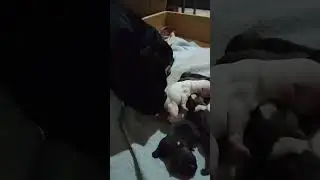 #французкийбульдог #бульдожка #щенки #милота #абрау_дюрсо