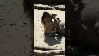 Козлики горные