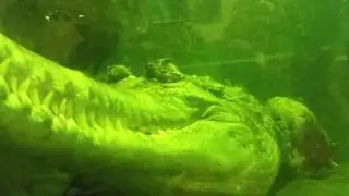 Мистер крок