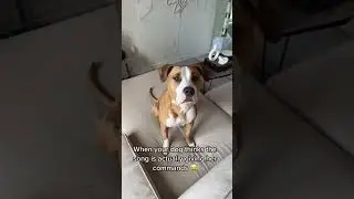 My dog thinks the song is giving her commands 😂 