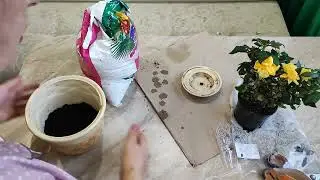 Роза Кордана на даче и в комнате!