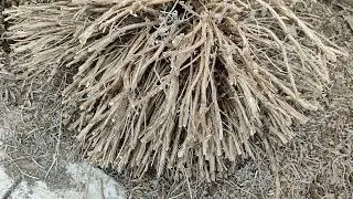 REJUVENATING TRIM OF AN OLD LAVENDER BUSH