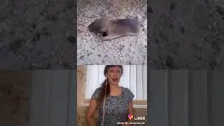 Умирающего деда спасла крыса.