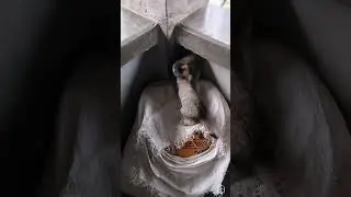 Can't Stop Harot🐈‍⬛🤣