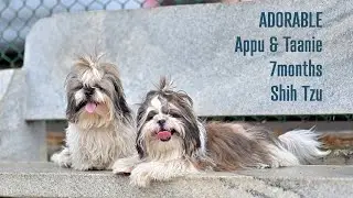 Appu and Taanie - Shih Tzu