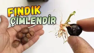 How to Germinate Hazelnut | How to Plant
