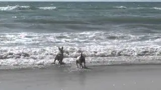 Valentinos, Garnata Alvejud y De La Gran Estirpe en la Playa    720p