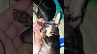 Домашний приют для бездомных животных