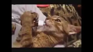Смышлёные  коты
