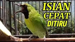 Cucak ijo gacor nembak kasaran