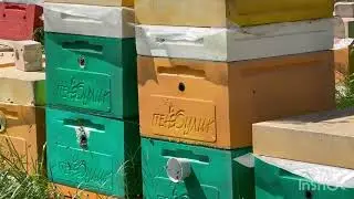 Пасека Кашинской Артели