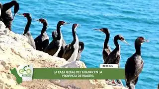 El ave Guanay en peligro por la caza ilegal en las islas guaneras
