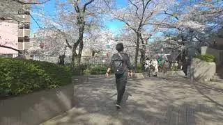 sakura