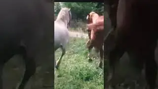 حسان الابيض مي حسان احمر