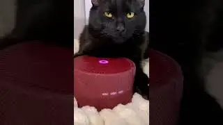 Алиса////@/#/&/_/-/))))))коте