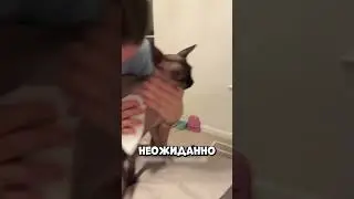 Bald Cat With Tattoo Surprises Everyone 