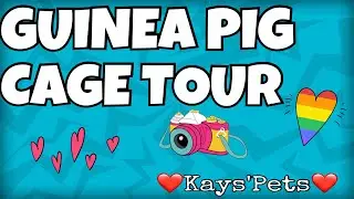 C&C guinea pig cage tour