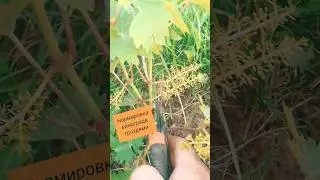 🍇 Нормировка винограда. Вытянет ли куст? ✅  