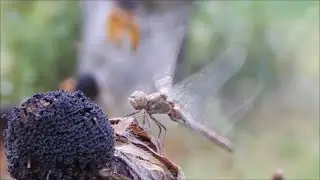 LAUMŽIRGIS DŽIOVINA SPARNUS NUO RYTO RASOS - STARt