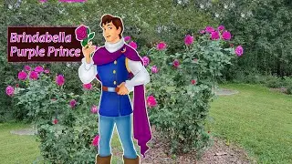 Brindabella Purple Prince: A Royal Rose That Deserves More Attention