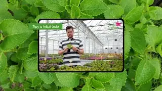 Srdcom záhradník - Nádchovník pomáha pri liečbe nádchy