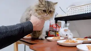It was so cute to see this greedy kitten unable to resist and charging at the food!