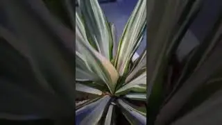 গাছ আল্লাহ দান দেখুন
