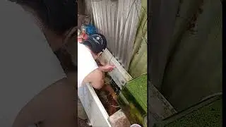 LIPAT BAHAY MUNA SILA..